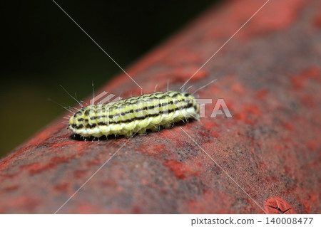 A caterpillar of the *Bombyx japonica* moth, with a bright yellow-green body and black stripes against a reddish-brown background (outdoor field insect ecology macro photography). A caterpillar of the *Bombyx japonica* moth, with a bright yellow-green body and black stripes against a reddish-brown background (outdoor field insect ecology macro photography). 140008477