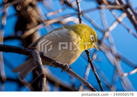 Japanese white-eye perching on a branch Japanese white-eye perching on a branch 140008576