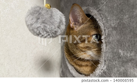 Kijitora cat relaxing in the cat tower Kijitora cat relaxing in the cat tower 140008595