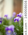 Vibrant Purple Pansies With Bright Yellow Centers Bloom in a Sunlit Garden 140008608