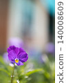 Purple Pansy Flower Blooming in Spring, Perfect for Easter Messages or Digital Content 140008609