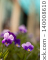 Vibrant Purple and White Pansy Flowers Blooming in Spring Garden Offering Copy Space 140008610