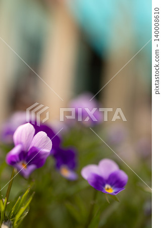Vibrant Purple and White Pansy Flowers Blooming in Spring Garden Offering Copy Space Vibrant Purple and White Pansy Flowers Blooming in Spring Garden Offering Copy Space 140008610