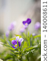Vibrant Purple Spring Flowers Bloom Brightly on Easter Morning Offering Inviting Space for Text 140008611
