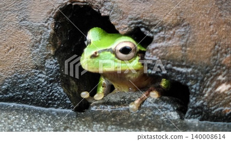 Tree frog Tree frog 140008614