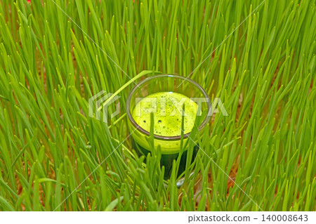 Wheat grass glass shot Wheat grass glass shot 140008643
