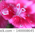 粉紅色花朵上閃爍著透明水滴的光芒 140008645