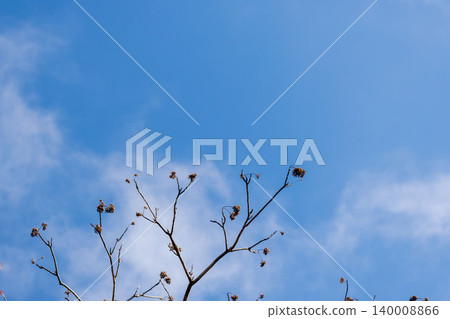 Blue sky, clouds, and trees viewed from a mountain in early spring 02 Blue sky, clouds, and trees viewed from a mountain in early spring 02 140008866