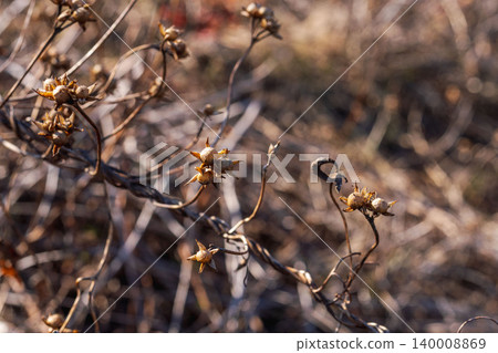 Close-up of seeds in a withered winter grassland 02 Close-up of seeds in a withered winter grassland 02 140008869