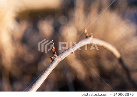 Winter scenery: Close-up of winter buds on branches 03 140008876