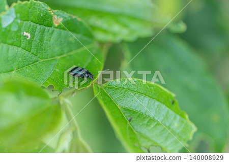Stag beetle 140008929