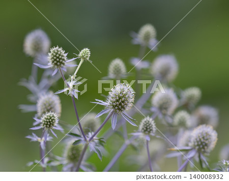 Eryngium planum blooms in the summer flowerbed. Eryngium planum blooms in the summer flowerbed. 140008932
