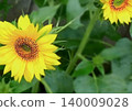 Summer Yellow Summer Yellow 140009028