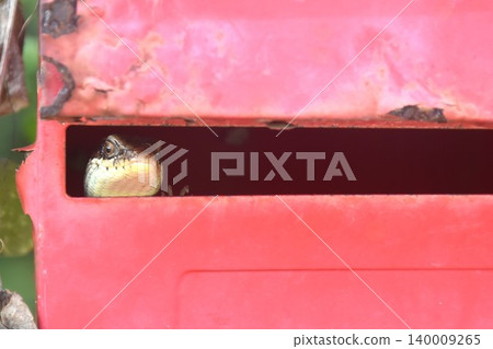 lizard hiding in old red post box on home fence lizard hiding in old red post box on home fence 140009265