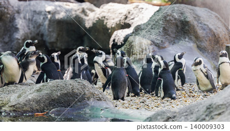 African penguins gathering on rocky shoreline with pebbles 140009303