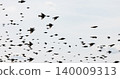 Gathering of individual birds to forage 140009313