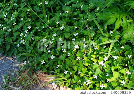 Houttuynia cordata flower Houttuynia cordata flower 140009339