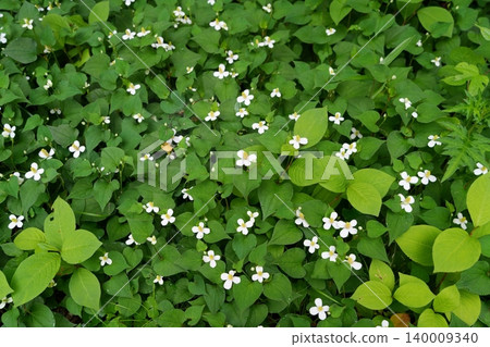 Houttuynia cordata flower Houttuynia cordata flower 140009340