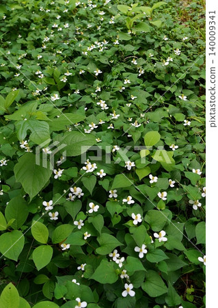 北達見花 北達見花 140009341