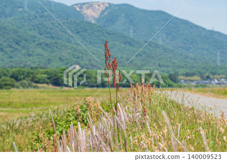 A roadside farm road with clusters of cogongrass and sorrel growing in Makino-cho, Takashima City, Shiga Prefecture A roadside farm road with clusters of cogongrass and sorrel growing in Makino-cho, Takashima City, Shiga Prefecture 140009523