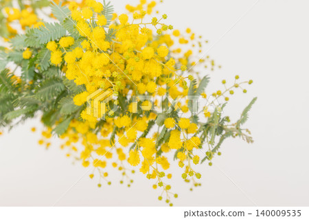 室內照片，黃色含羞草花，白色背景（11） 140009535
