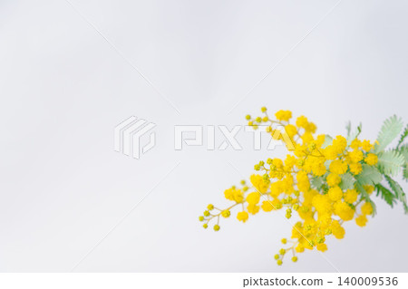 室內照片,黃色含羞草花,白色背景(12) 室內照片,黃色含羞草花,白色背景(12) 140009536