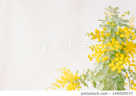 室內照片,黃色含羞草花,白色背景(13) 室內照片,黃色含羞草花,白色背景(13) 140009537