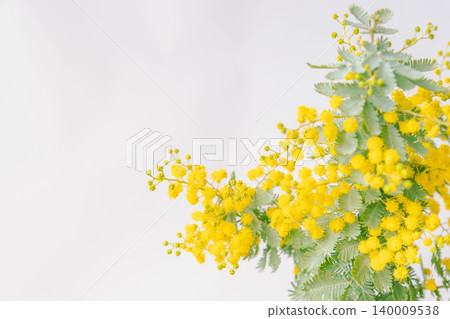 室內照片,黃色含羞草花,白色背景(14) 室內照片,黃色含羞草花,白色背景(14) 140009538