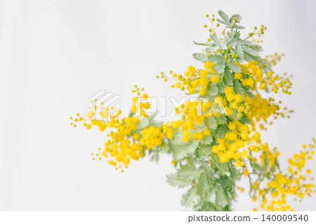 室內照片,黃色含羞草花,白色背景(16) 室內照片,黃色含羞草花,白色背景(16) 140009540