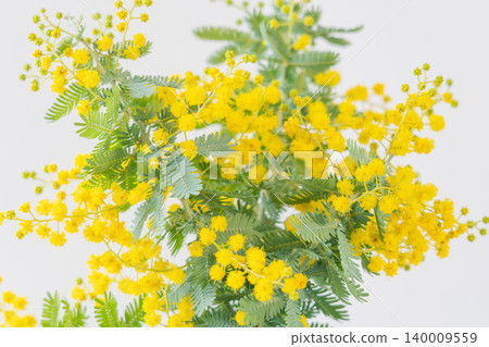 Indoor photo of yellow mimosa flowers against a white background (35) Indoor photo of yellow mimosa flowers against a white background (35) 140009559
