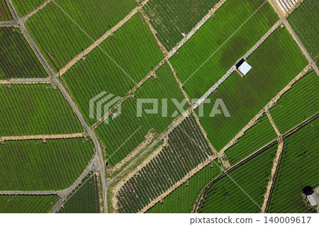 An aerial photograph overlooking the tea plantations of Yame City, Fukuoka Prefecture. 140009617