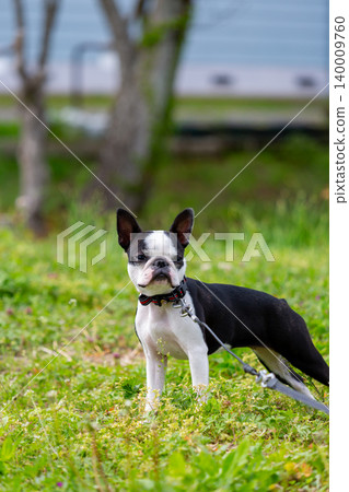 Boston Terrier playing in the park Boston Terrier playing in the park 140009760