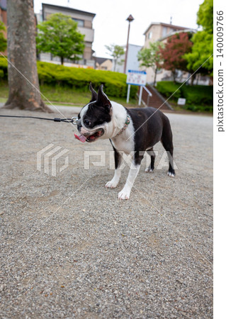 Boston Terrier playing in the park Boston Terrier playing in the park 140009766