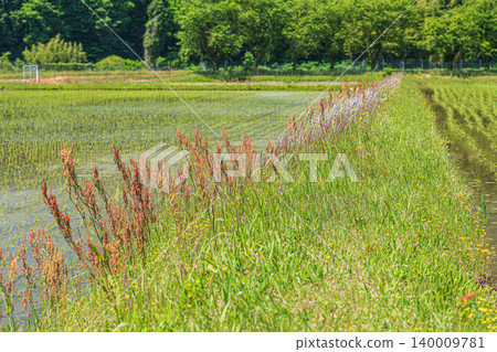 Wild grass growing along the rice paddy paths: Sorrel (Rumex acetosa) - Makino-cho, Takashima City, Shiga Prefecture Wild grass growing along the rice paddy paths: Sorrel (Rumex acetosa) - Makino-cho, Takashima City, Shiga Prefecture 140009781