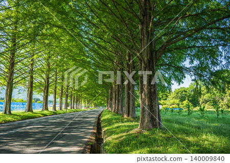 滋賀縣高島市牧野町大尾塚地區的水杉林蔭大道,是個旅遊景點。 滋賀縣高島市牧野町大尾塚地區的水杉林蔭大道,是個旅遊景點。 140009840