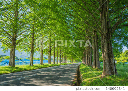 滋賀縣高島市牧野町大尾塚地區的水杉林蔭大道,是個旅遊景點。 滋賀縣高島市牧野町大尾塚地區的水杉林蔭大道,是個旅遊景點。 140009841