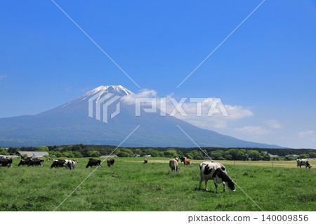 朝霧高原晴朗的一天,碧空如洗,富士山巍峨聳立,牛群在牧場上悠閒地吃草。 朝霧高原晴朗的一天,碧空如洗,富士山巍峨聳立,牛群在牧場上悠閒地吃草。 140009856