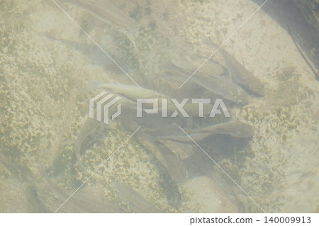 Fish school 140009913
