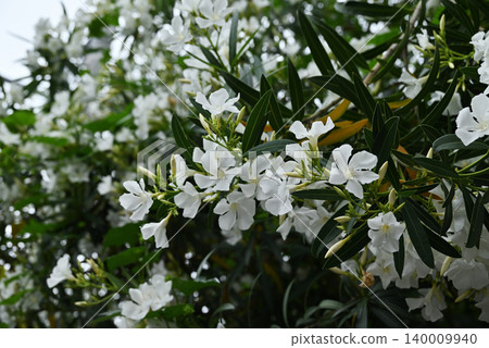 Flowers of Lychee Flowers of Lychee 140009940