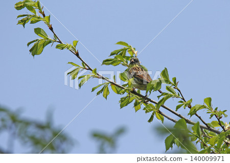 A beautiful song by a Black-faced Bunting. (Black-faced Bunting, a wild bird of Hokkaido) 140009971