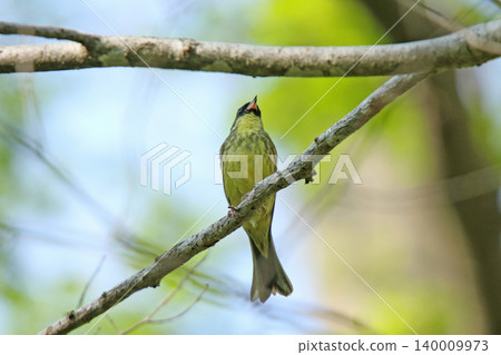A beautiful song by a Black-faced Bunting. (Black-faced Bunting, a wild bird of Hokkaido) 140009973