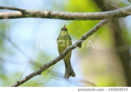 A beautiful song by a Black-faced Bunting. (Black-faced Bunting, a wild bird of Hokkaido) A beautiful song by a Black-faced Bunting. (Black-faced Bunting, a wild bird of Hokkaido) 140009974