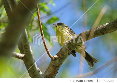 A beautiful song by a Black-faced Bunting. (Black-faced Bunting, a wild bird of Hokkaido) A beautiful song by a Black-faced Bunting. (Black-faced Bunting, a wild bird of Hokkaido) 140009988