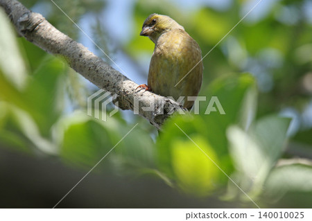 東方綠雀（Chloris sinica），北海道的一種野生鳥類。 140010025