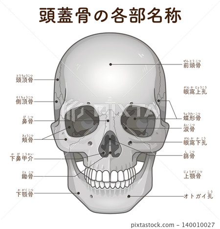 頭骨各部分的名稱 140010027