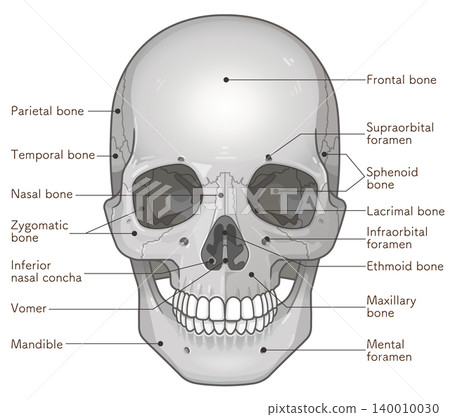 Names of the parts of the skull Names of the parts of the skull 140010030