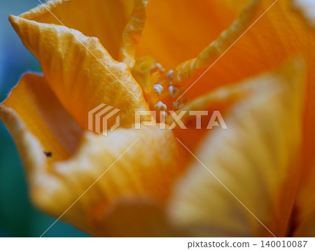 黃花木槿的雄蕊和雌蕊 黃花木槿的雄蕊和雌蕊 140010087