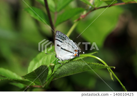A beautiful white butterfly, the Blue-and-white butterfly, on a young leaf in late spring (Macro photography of insect ecology in the Japanese outdoor field) A beautiful white butterfly, the Blue-and-white butterfly, on a young leaf in late spring (Macro photography of insect ecology in the Japanese outdoor field) 140010425