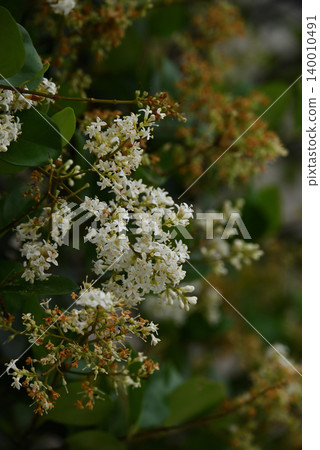 鼠豆花 鼠豆花 140010491