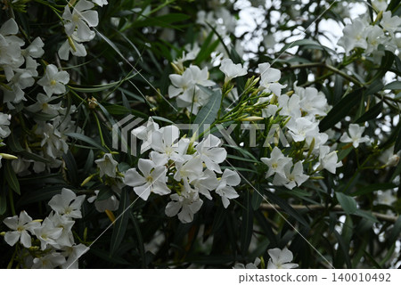 Flowers of Lychee 140010492